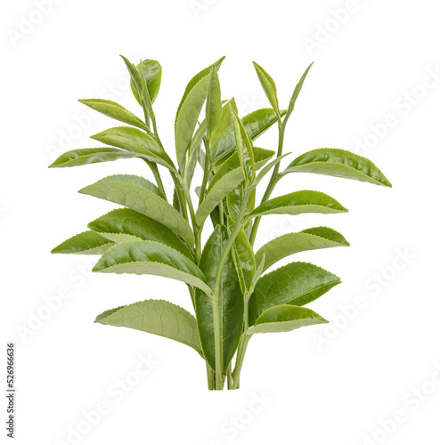 Green tea leaves isolated on transparent background. (.PNG)