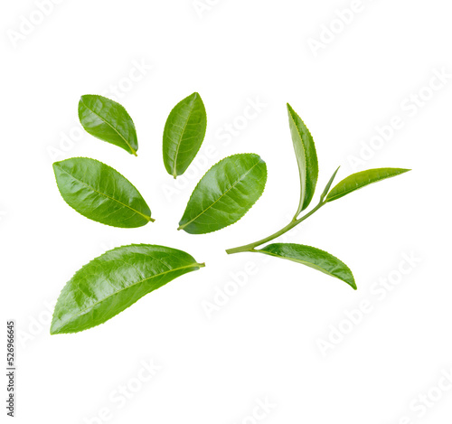 Green tea leaves isolated on transparent background. (.PNG) photo