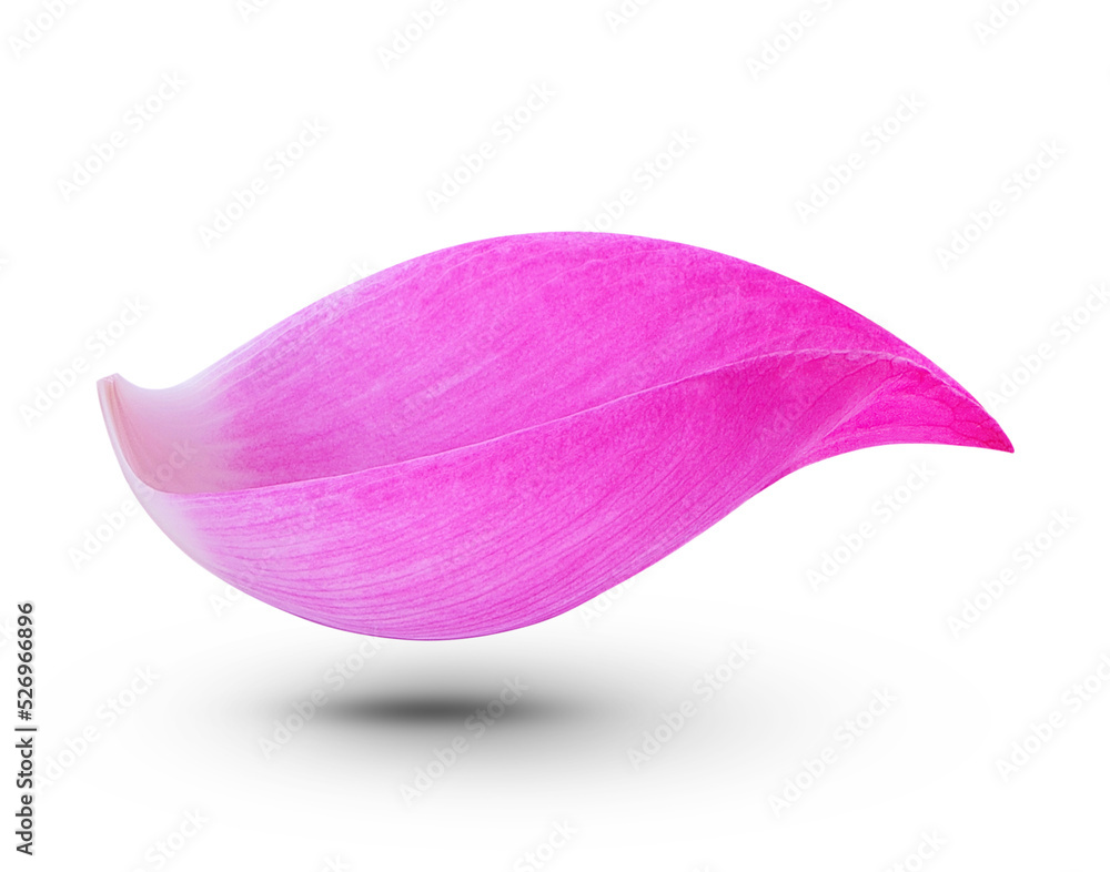 Lotus petal isolated on transparent background. (.PNG) Lotus petal isolated on transparent background. (.PNG)