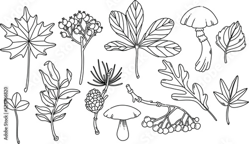Wallpaper Mural Watercolor fall leaves, chestnut leaf, mushrooms, berries and cone isolated clipart. Black contour for coloring page Torontodigital.ca
