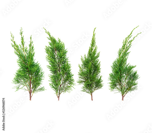 Juniperus Chinensis isolated on transparent background. (.PNG) photo