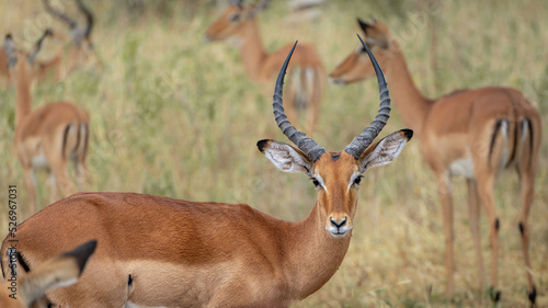 Young antelope with beautiful symmetric horn giraffe at sunset at serengeti national park tansania africa photo