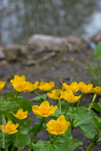 Yellow flowers of caltha palustris close-up on the bank of the pond