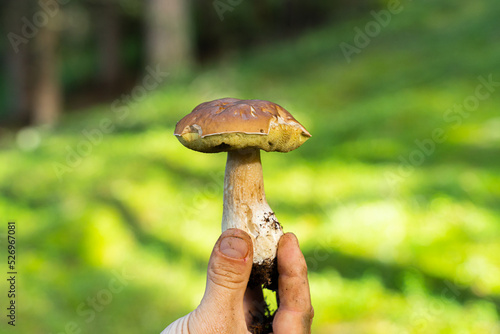 Beautiful boletus mushroom in hand, picking up porcini mushrooms in the Italian wood 