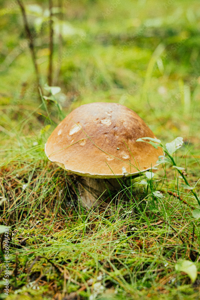 Beautiful boletus mushroom in hand, picking up porcini mushrooms in the Italian wood Beautiful boletus mushroom in hand, picking up porcini mushrooms in the Italian wood