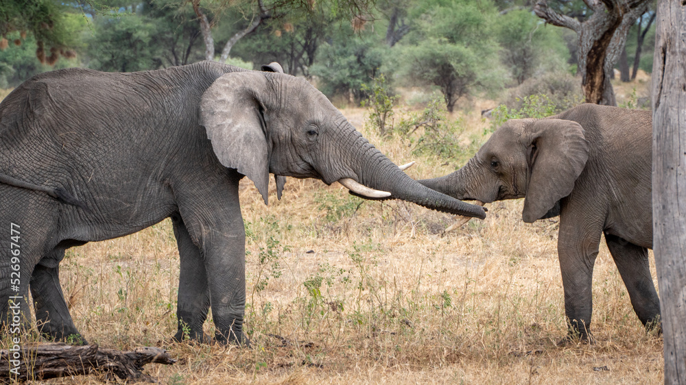 two elephants holding trunks at serengeti national park tansania africa