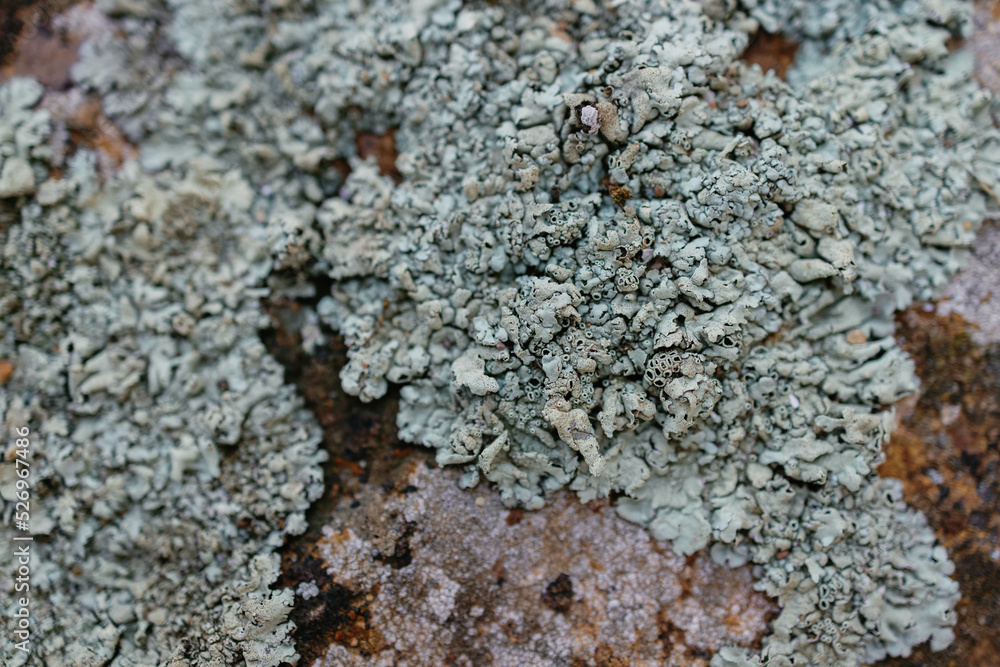 Old wall texture Old wall texture