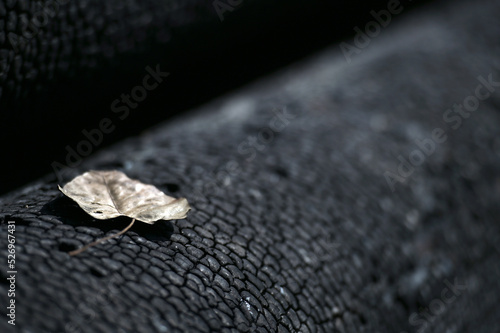 Dry leaves on a burning log