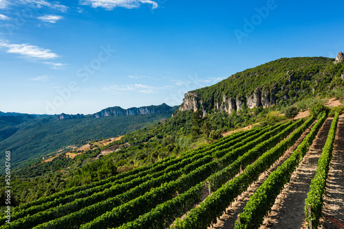 Rows of a vineyard in the mountains. Agriculture.