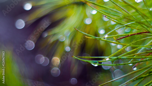 Macro de rosée sur des aiguilles de pins landais photo