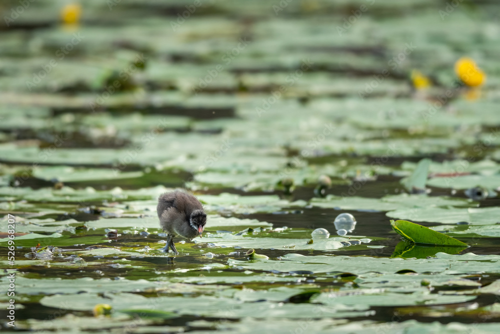 A young common moorhen looking for food A young common moorhen looking for food