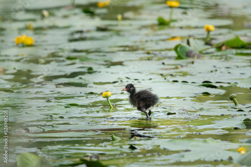 A young common moorhen looking for food
