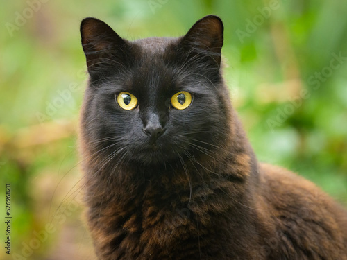 Fototapeta Naklejka Na Ścianę i Meble -  Portrait of a black cat with yellow eyes
