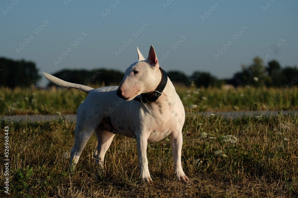 white miniature bull terrier in the field