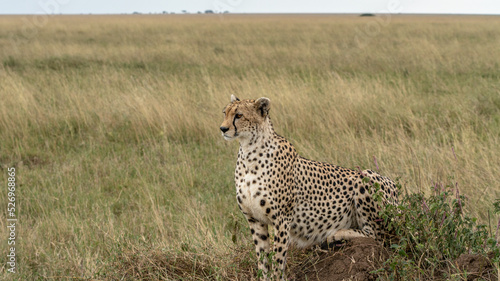 cheetah in serengeti national park, Tansania, Africa