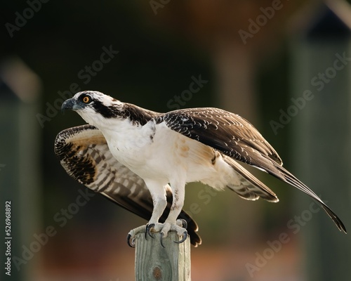Canvas Print Closeup shot of the male Osprey perched on a wood