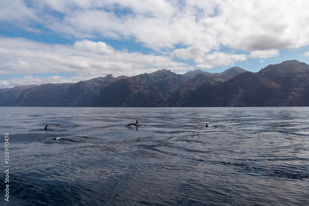 Scenic view on jumping bottlenose dolphins sticking out of water near cliff Los Gigantes, Santiago del Teide, west coast Tenerife, Canary Islands, Spain, Europe. Mammals swimming in Atlantic Ocean