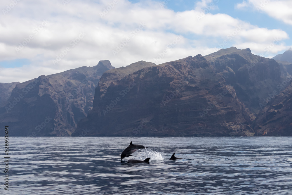 Obraz premium Scenic view on jumping bottlenose dolphins sticking out of water near cliff Los Gigantes, Santiago del Teide, west coast Tenerife, Canary Islands, Spain, Europe. Mammals swimming in Atlantic Ocean