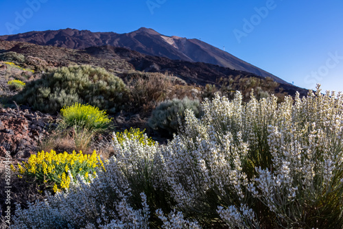 Close up on flowers White Spanish Broom (Cytisus multiflorus). View on volcano Pico del Teide, Mount Teide National Park, Tenerife, Canary Islands, Spain, Europe. Hiking trail over volcanic terrain