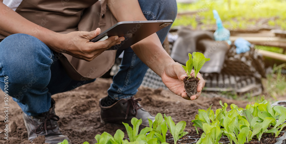 Fototapeta premium Close-up of a woman hands gardening lettuce in farm .