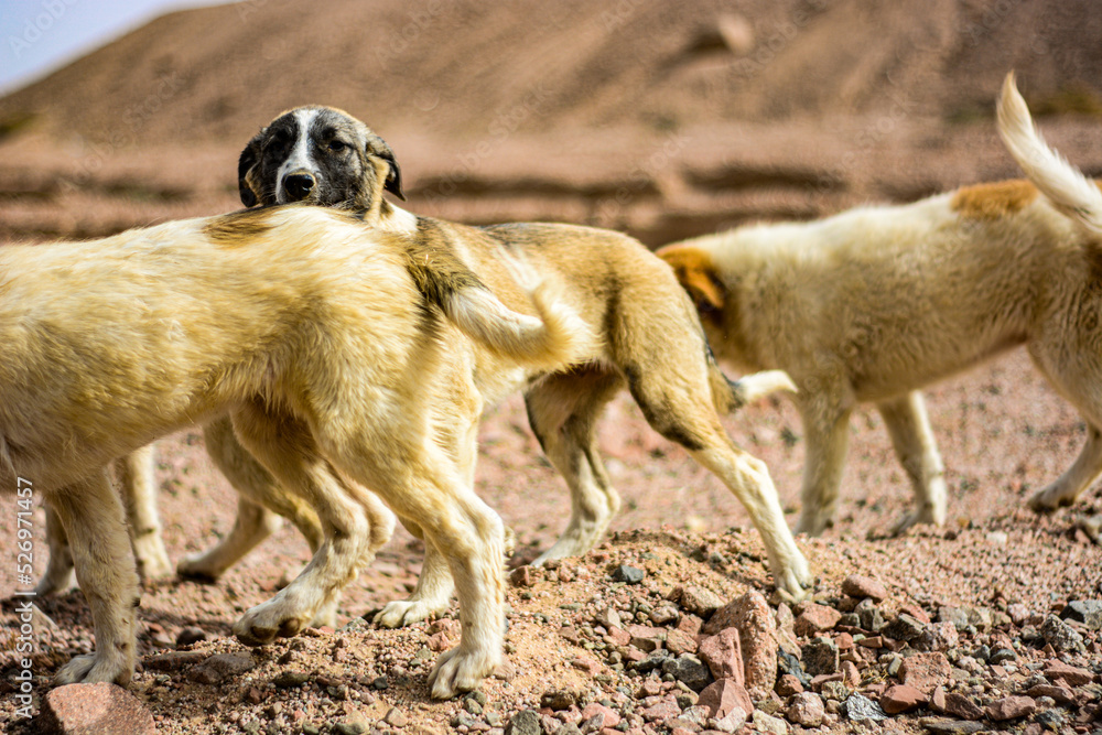 Homeless dogs in the desert