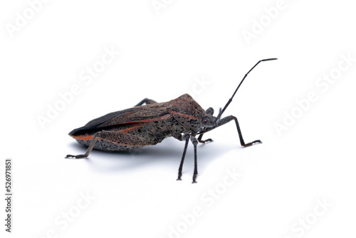 Squash bug closeup on white background, Squash bug isolated on white background