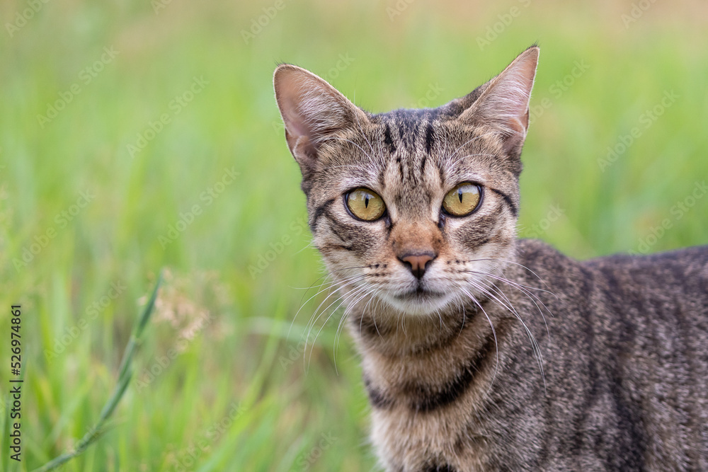 Tabby Cat in the Woods Tabby Cat in the Woods