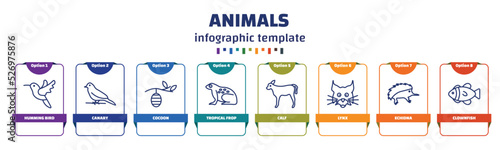 infographic template with icons and 8 options or steps. infographic for animals concept. included humming bird, canary, cocoon, tropical frop, calf, lynx, echidna, clownfish icons.