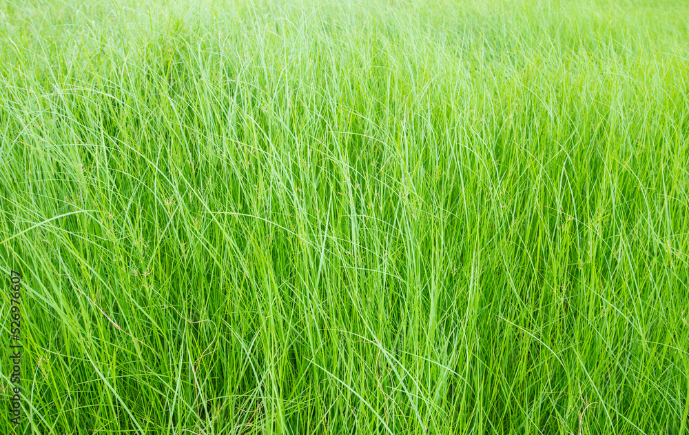 Obraz premium conceptual image green grass background