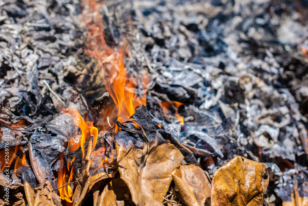 close up of a burning wood