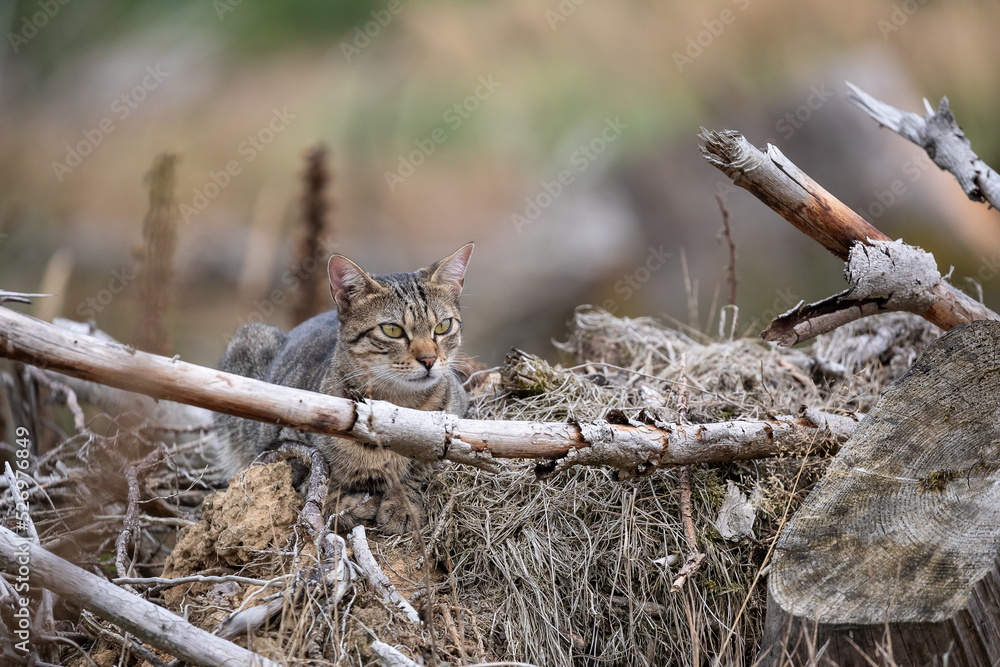 Fototapeta premium Tabby Cat in the Woods