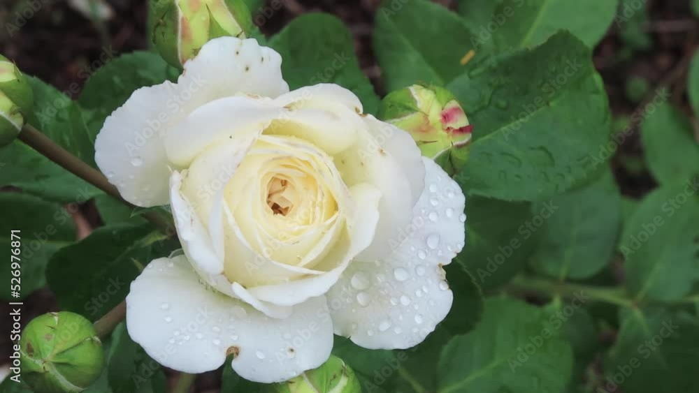 White rose and buds with water drops after rain. Top view. Real time video. White rose and buds with water drops after rain. Top view. Real time video.
