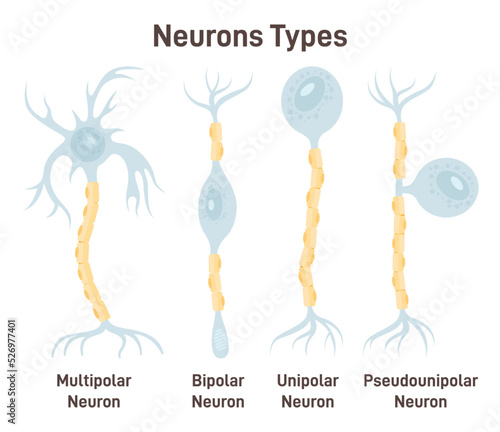 Neuron types. Unipolar, pseudo-unipolar, bipolar and multipolar neurons. photo