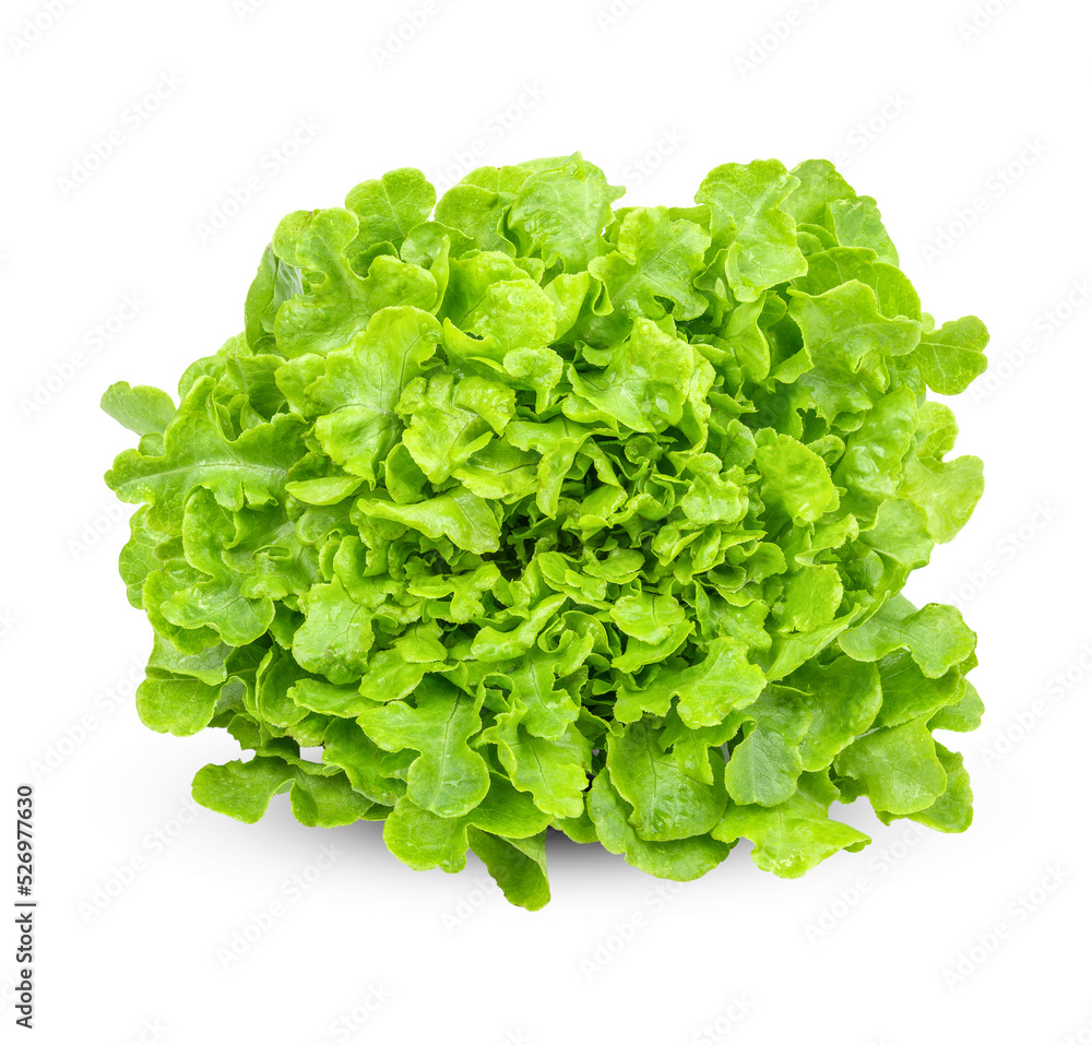 Romaine lettuce salad isolated on transparent background. (.PNG) Romaine lettuce salad isolated on transparent background. (.PNG)