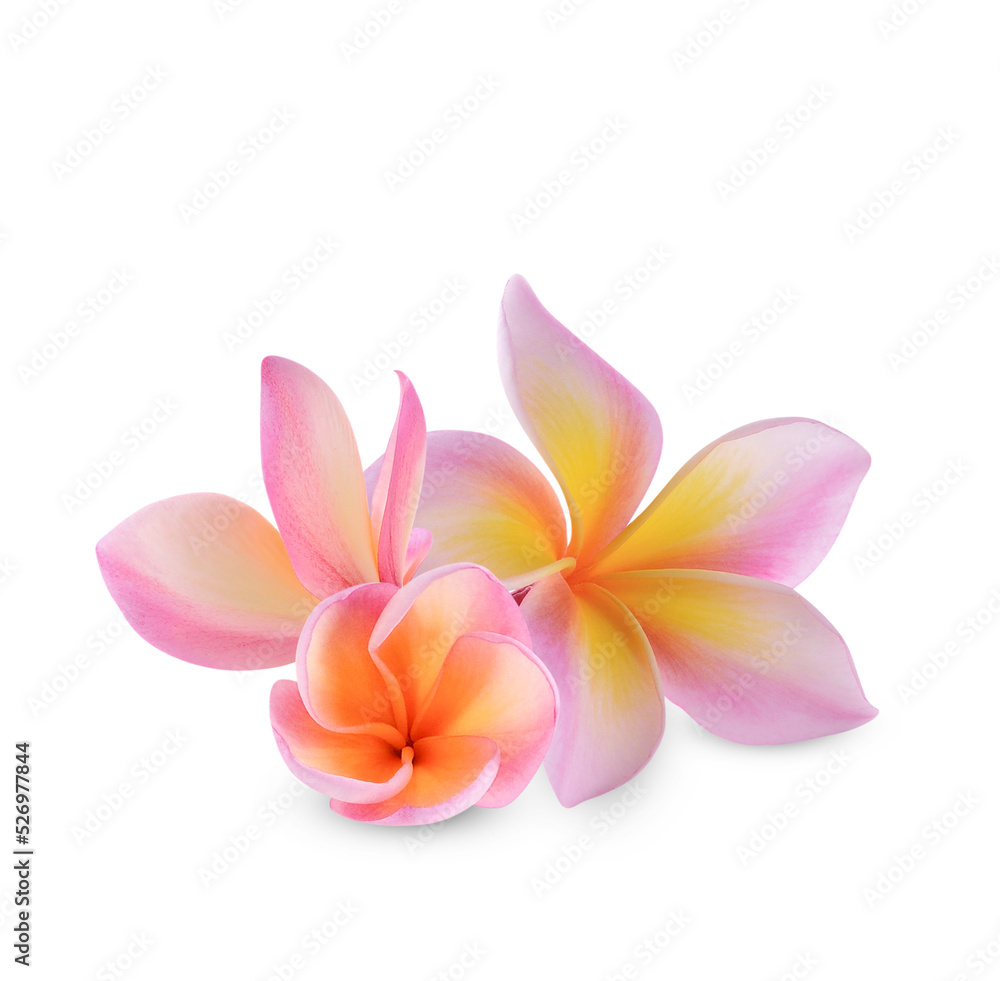 plumeria rubra flower isolated on transparent background. (.PNG) plumeria rubra flower isolated on transparent background. (.PNG)