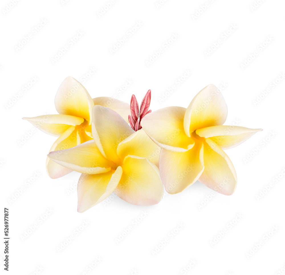 Yellow plumeria rubra flower isolated on transparent background. (.PNG)