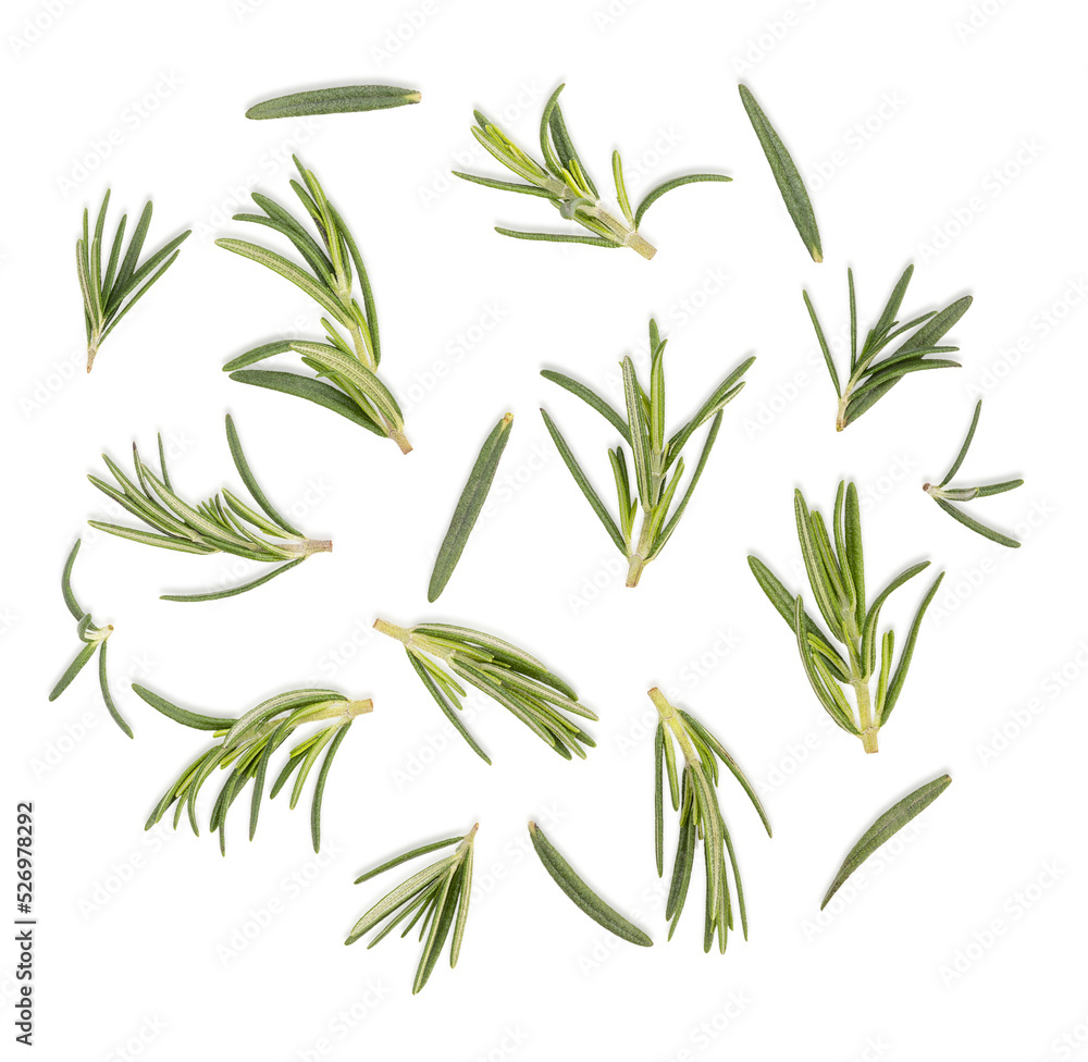 Rosemary isolated on transparent background. (.PNG), top view