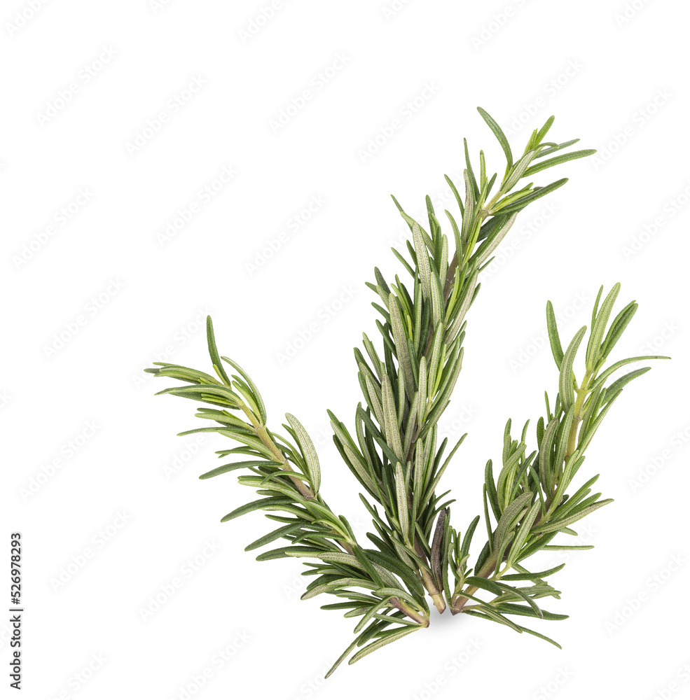 Rosemary isolated on transparent background. (.PNG) Rosemary isolated on transparent background. (.PNG)