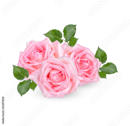 Fototapeta Naklejka Na Ścianę i Meble -  Pink rose with drops isolated on transparent background. (.PNG)