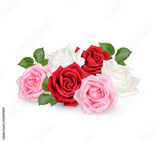 Rose with drops isolated on transparent background.  .PNG 