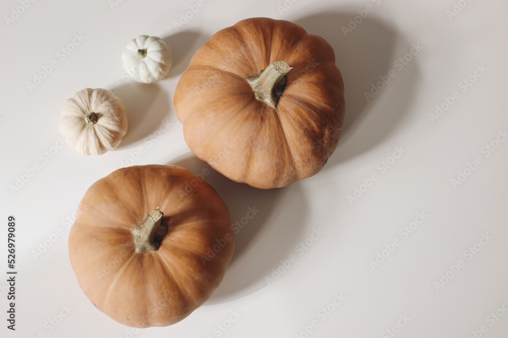Autumn vegetable composition. Fresh food still life made of small white and orange pumpkins iolated on beige table background. Fall, Halloween and Thanksgiving design. Flat lay, top view. Copy space. - obrazy, fototapety, plakaty 