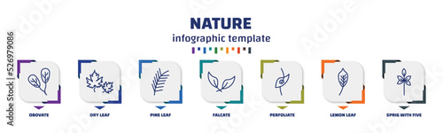 infographic template with icons and 7 options or steps. infographic for nature concept. included obovate, dry leaf, pine leaf, falcate, perfoliate, lemon leaf, sprig with five leaves icons.