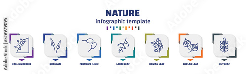 infographic template with icons and 7 options or steps. infographic for nature concept. included falling debris, subulate, fertilize clinic, larch leaf, rowan leaf, poplar leaf, nut icons.