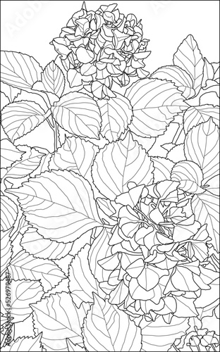 Hydrangea flowers coloring page on white background for antistress coloring books for adults and children, and for invitations, cards and gifts, hand drawing in black and white in zentangle style, vec