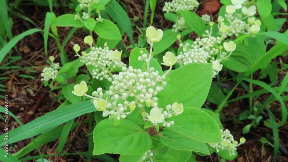 Hydrangea banch with white flowers and buds in summer season. Hydrangea banch with white flowers and buds in summer season.