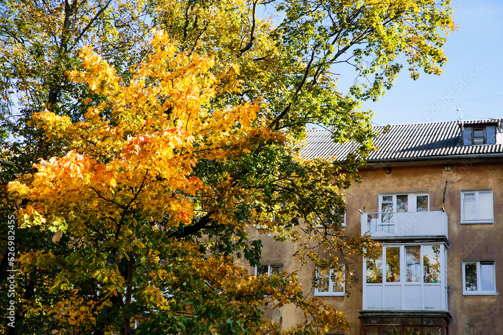Autumn in the city concept. Yellow leaves on a tree, urban plantings, autumn cityscape. Selective focus.
