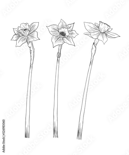 Set of graphic illustrations with a narcissus line bouquet of daffodils