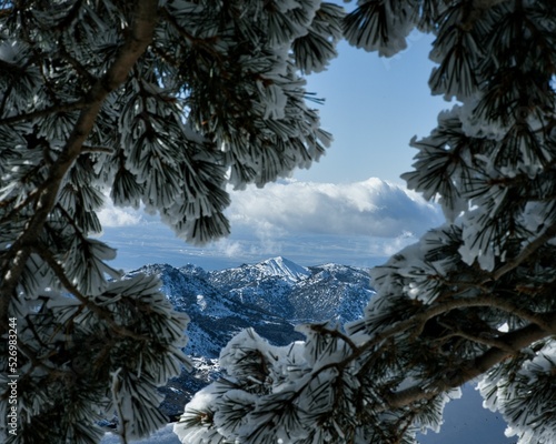 Sierra Nevada Mountains, Spain behind tree branches