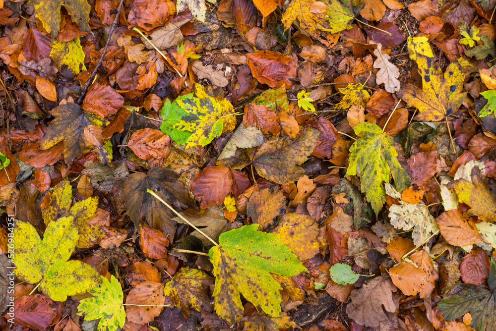 autumn leaves on the ground autumn leaves on the ground