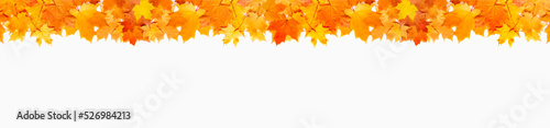 Banner of autumn maple leaves on white. Autumn seasonal background with long horizontal border. Hello autumn